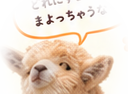 ひょっこり顔を出すアルパカ